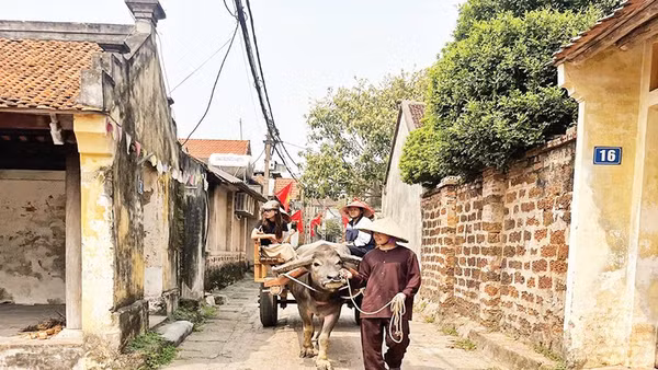 Dịch vụ trải nghiệm xe trâu tạo thêm sức hút cho làng cổ Đường Lâm.