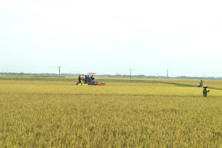 Nông dân xã Quảng Lưu, huyện Quảng Trạch thu hoạch lúa đông xuân.