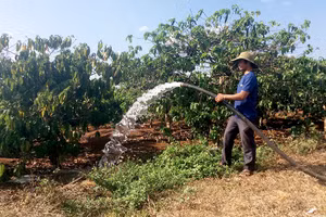 Người dân làng Ðơk Rơng, xã Glar (huyện Ðắk Ðoa, Gia Lai) chăm sóc vườn cà-phê gây quỹ của địa phương.