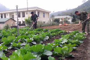 Chiến sĩ Ðồn Biên phòng Tam Chung, huyện Mường Lát trồng rau sạch cải thiện sinh hoạt, hỗ trợ nhân dân học tập, làm theo. 