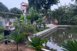 Hằng ngày, cựu chiến binh Đặng Đình Thuận đều tranh thủ thời gian rảnh rỗi để chăm sóc vườn rau.