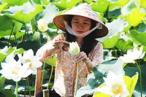 Sen ngự giữa lòng danh thắng