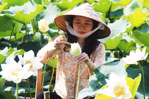 Sen ngự giữa lòng danh thắng