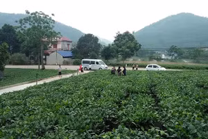 Vùng chè đặc sản Tân Cương (thành phố Thái Nguyên) thu hút nhiều du khách tham quan.