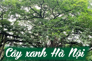Cây xanh Hà Nội