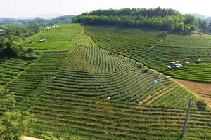 Vùng sản xuất chè tập trung ở thị trấn Sông Cầu, huyện Đồng Hỷ.