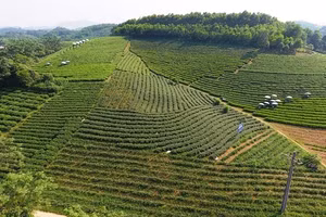 Vùng sản xuất chè tập trung ở thị trấn Sông Cầu, huyện Đồng Hỷ.