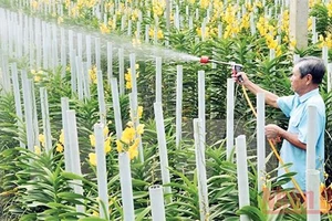 Nhờ trồng hoa lan, nhiều nông dân Củ Chi đã thoát nghèo. (Ảnh minh họa)