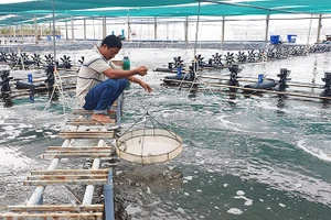 Huyện Đông Hải (tỉnh Bạc Liêu) triển khai hiệu quả tái cơ cấu ngành nông nghiệp, trọng tâm là phát triển ngành tôm phù hợp với quy hoạch của tỉnh. Trong ảnh: Mô hình nuôi tôm công nghệ cao mang lại hiệu quả kinh tế cho người dân huyện Đông Hải.