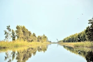 Cò bay đầy mặt nước khi nghe tiếng động.