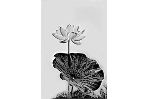 Mùa sen ở trong tôi