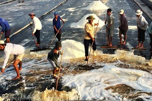 Cánh đồng muối ở Bạc Liêu. Ảnh: TTXVN.