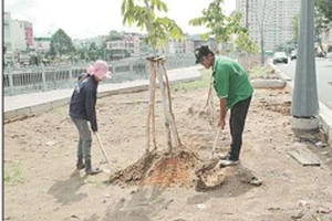 Công nhân trồng cây xanh ven bờ kênh.