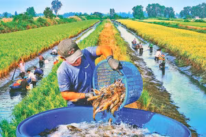 Nông dân xã Trí Phải (huyện Thới Bình, Cà Mau) thu hoạch tôm sinh thái trên đồng lúa hữu cơ. Ảnh: Văn Ðời