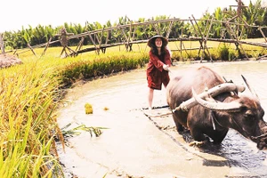 Trải nghiệm nghề nông ở Hội An. Ảnh: ĐOÀN NGUYÊN