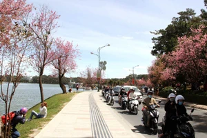 Hoa mai anh đào nhuộm hồng phố núi Đà Lạt dịp Tết Nguyên đán Tân Sửu