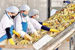 Các FTA được ký kết góp phần mở rộng cơ hội xuất khẩu cho nông sản Việt Nam. Ảnh: Ðức Thụy