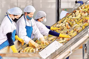 Các FTA được ký kết góp phần mở rộng cơ hội xuất khẩu cho nông sản Việt Nam. Ảnh: Ðức Thụy