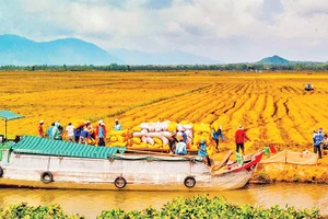 Thu hoạch lúa vùng Tứ giác Long Xuyên. Ảnh: Thanh Tùng