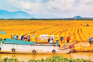 Thu hoạch lúa vùng Tứ giác Long Xuyên. Ảnh: Thanh Tùng