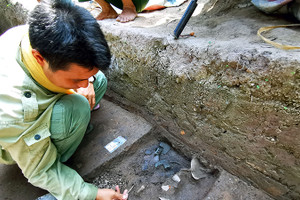 Hoa ngũ sắc ở Vườn Chuối