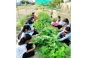 Mô hình trồng rau hữu cơ Seed To Table triển khai tại các trường học ở Bến Tre, Đồng Tháp.