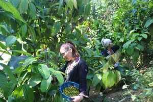 Người dân xã Nghĩa Tá, huyện Chợ Đồn, tỉnh Bắc Kạn thu hái nụ trà hoa vàng.