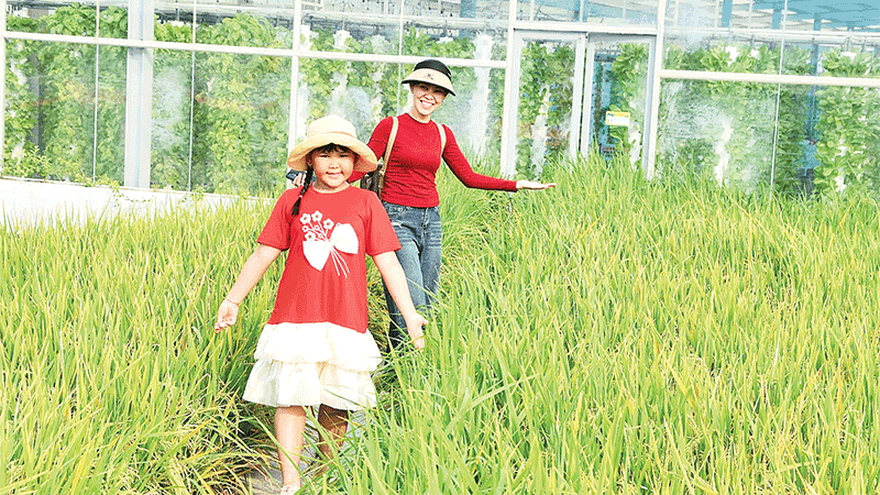 Du khách tham quan khu trồng lúa trên cao của Nông trại Suối Gạo.