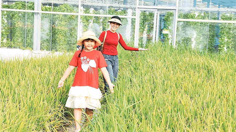 Du khách tham quan khu trồng lúa trên cao của Nông trại Suối Gạo.