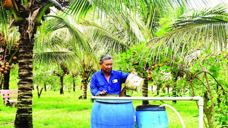 Sử dụng chế phẩm sinh học trong quá trình canh tác dừa hữu cơ ở Tây Ninh.