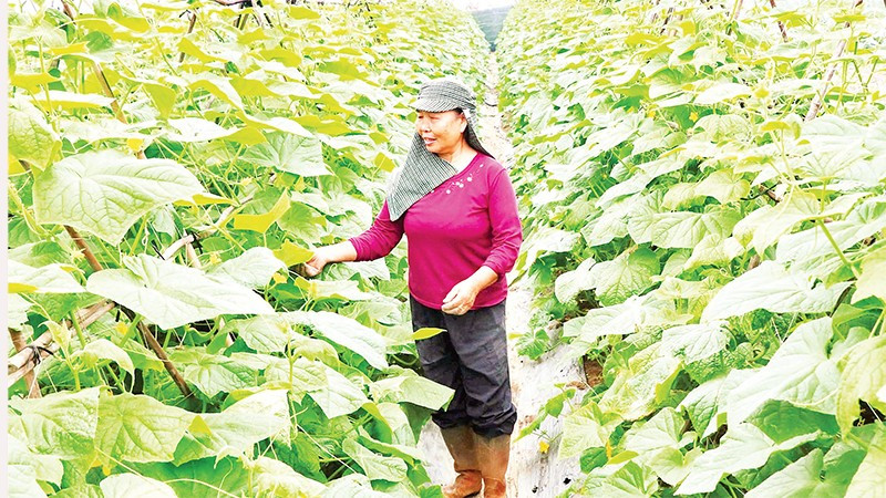  Nông dân xã Nam Minh, tỉnh Ninh Bình chăm sóc cây vụ đông.