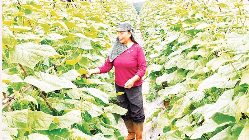  Nông dân xã Nam Minh, tỉnh Ninh Bình chăm sóc cây vụ đông.