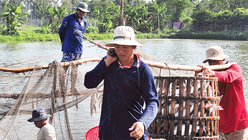 Thu hoạch cá tra ở Hợp tác xã Thới An, thành phố Cần Thơ.