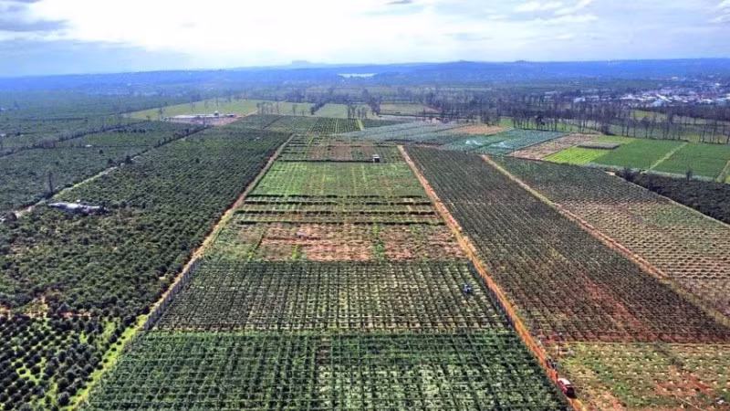 Chanh leo được trồng khá nhiều ở khu vực Tây Nguyên.