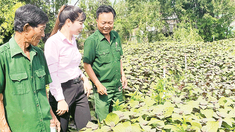 Hội Cựu chiến binh xã Cần Giuộc và cán bộ Ngân hàng Chính sách xã hội tham quan mô hình trồng rau của ông Nguyễn Tấn Măng.
