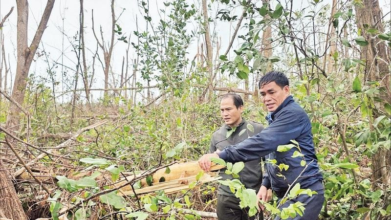 Lãnh đạo Ban Quản lý rừng phòng hộ Sông Cầu kiểm tra diện tích rừng bị đổ ngã do cơn bão số 13 gây ra, đến nay vẫn chưa xử lý được.