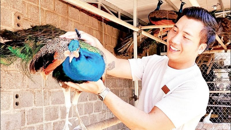 Anh Vũ Tiến Đạt bên chim công xanh trong khu chuồng nuôi.