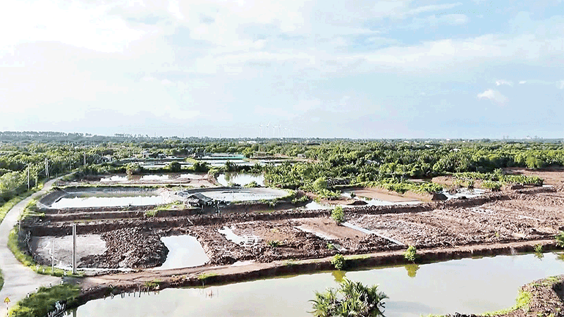 Nuôi trồng thủy sản kết hợp trồng rừng - một giải pháp “thuận thiên” giúp người nông dân làm giàu bền vững.