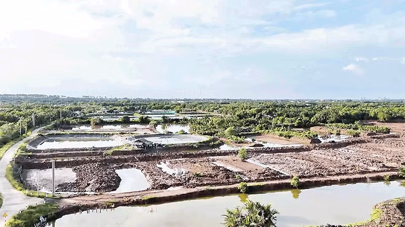 Nuôi trồng thủy sản kết hợp trồng rừng - một giải pháp “thuận thiên” giúp người nông dân làm giàu bền vững.