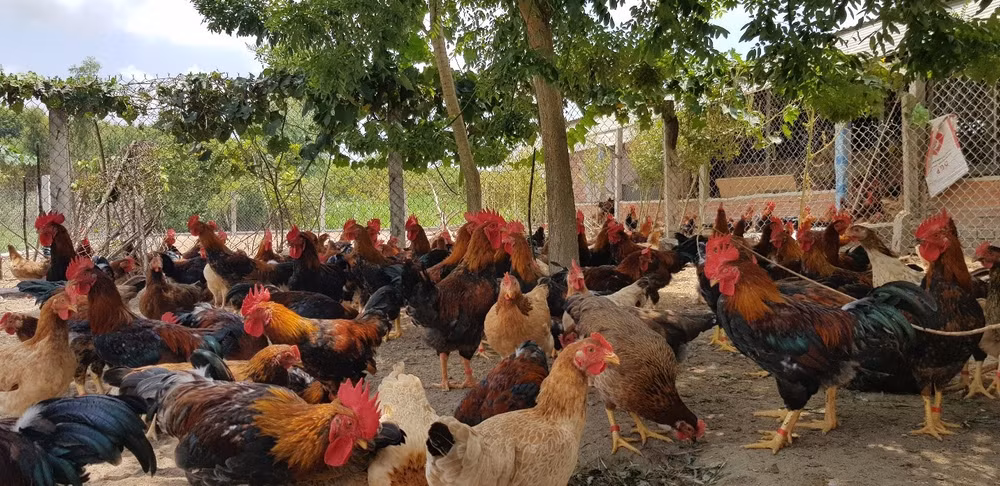 Mô hình nuôi gà giúp hộ dân thoát nghèo.