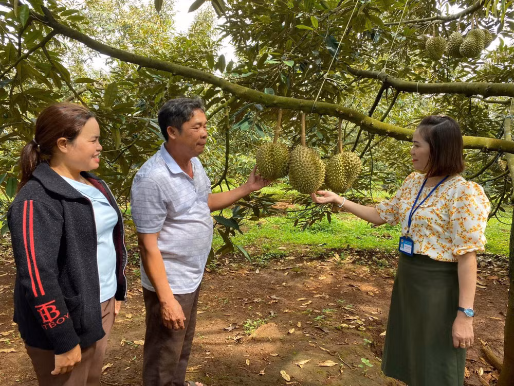 Trồng sầu riêng giúp nhiều hộ gia đình tăng thu nhập, thoát nghèo.