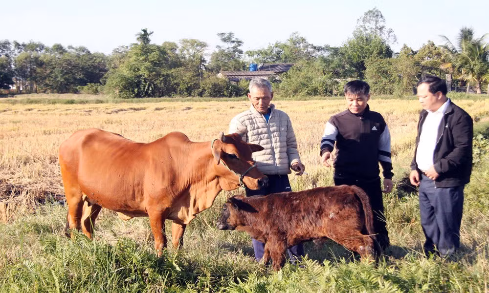 Từ nguồn vốn được hỗ trợ, gia đình ông Nguyễn Văn Gắn có thu nhập ổn định hơn.