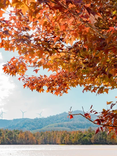 Khi di chuyển đến hồ thủy điện Quảng Trị, rừng phong hương bắt đầu hiện ra với sặc sỡ màu lá cam, đỏ, vàng xen kẽ màu xanh ngọc của nước hồ.