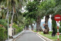 Những hàng cây bàng cổ thụ trở thành điểm nhấn cho tuyến đường chạy dọc bờ biển trên Đặc khu Côn Đảo. 