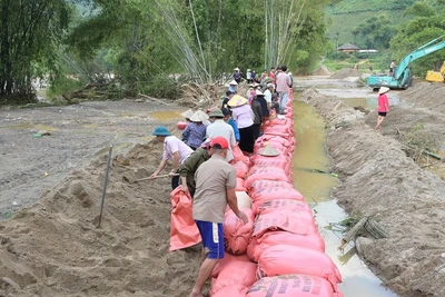 Người dân xã Văn Bàn đóng bao cát để đắp đê chống lũ.