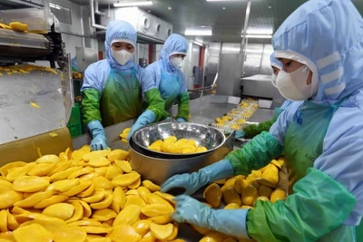 Chế biến nông sản xuất khẩu. (Ảnh: TTXVN)