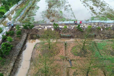 Vườn sầu riêng đã chết hoàn toàn do nước ngập nên ông Phạm Kim Trí phải xây dựng hàng rào kiên cố để tái đầu tư.