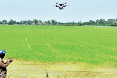 Nông dân xã Mỹ Thành (tỉnh Đồng Tháp) sử dụng thiết bị bay không người lái (drone) phun phân bón trên ruộng lúa.
