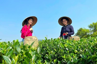 Thu hoạch chè tại vùng nguyên liệu trà của Hợp tác xã Trà Sơn Dung, tỉnh Thái Nguyên. (Ảnh NHƯ TRANG)