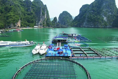 Mô hình nuôi trồng thủy sản trên biển bằng công nghệ hiện đại kết hợp du lịch trải nghiệm tại Quảng Ninh. (Ảnh: PHÙ VÂN)